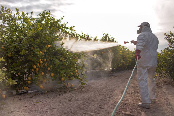 Best Flea Control Services  in Sandia Heights, NM